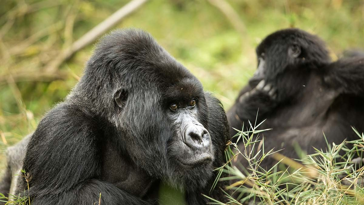 Rwanda Safari Booking