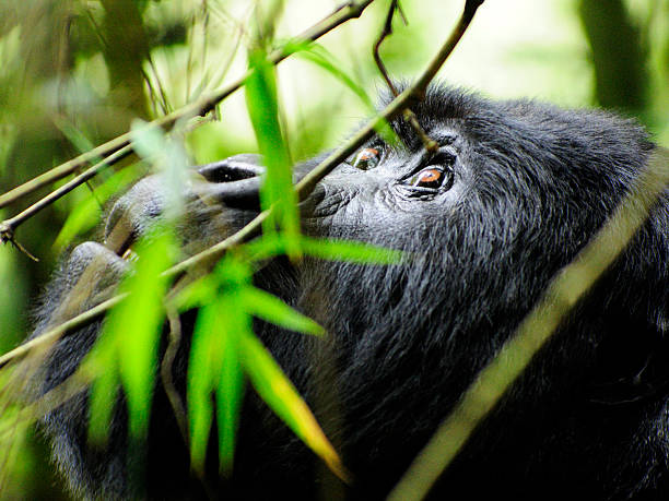 Rwanda Safari Booking | Gorilla Trek, Rwanda Safaris & Wildlife Rwanda Safari Booking