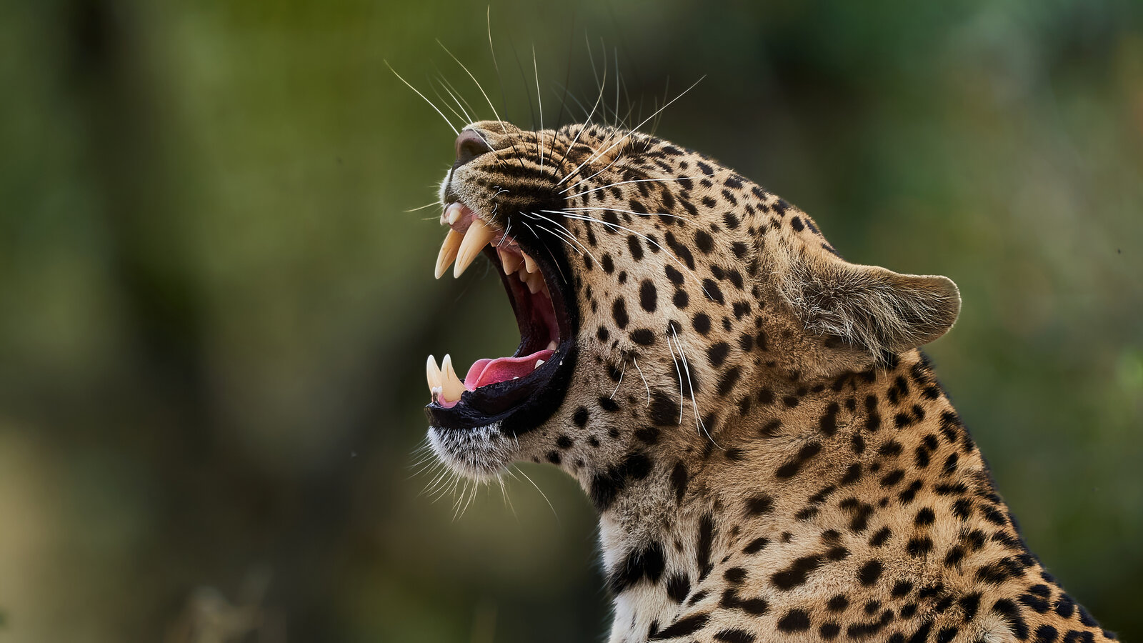 Rwanda Safari Booking | Gorilla Trek, Rwanda Safaris & Wildlife Rwanda Safari Booking