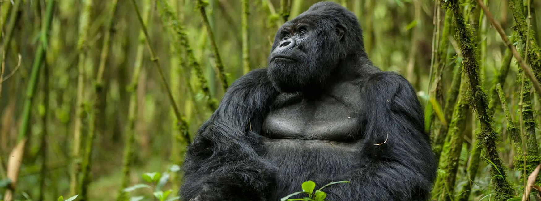 9 Days Rwanda Safari Tour | Explore All primates, wildlife & culture 