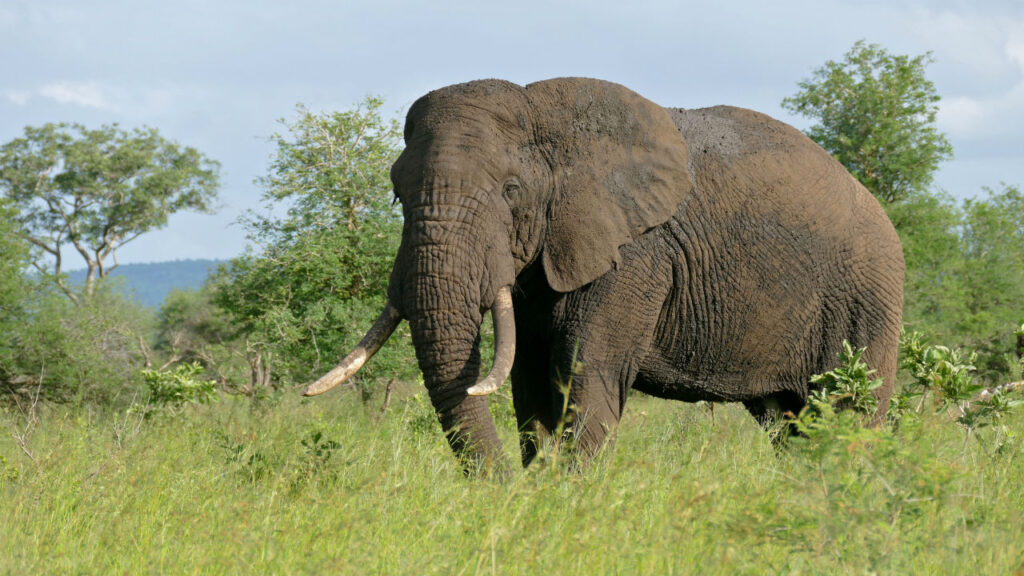 Akagera National Park