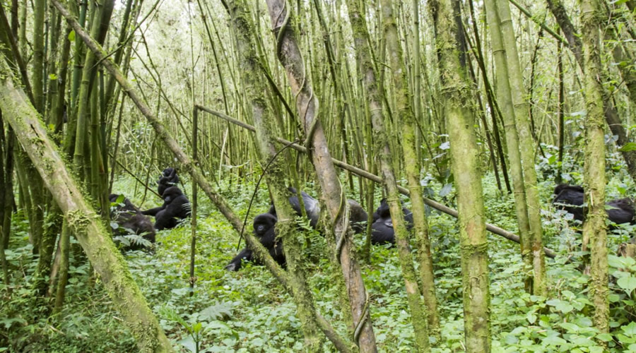 Best time to go gorilla trekking Rwanda