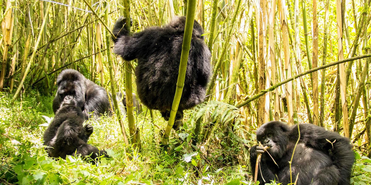 2-Day Rwanda Gorilla Safari