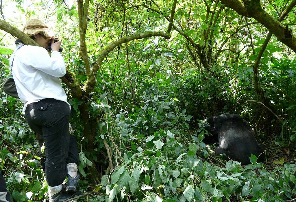 2-Day Rwanda Gorilla Safari from Kigali