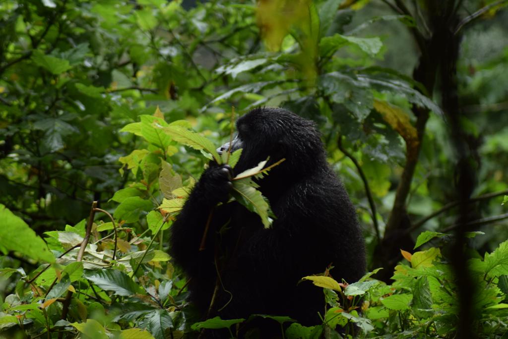 9 Days Rwanda Safari Tour