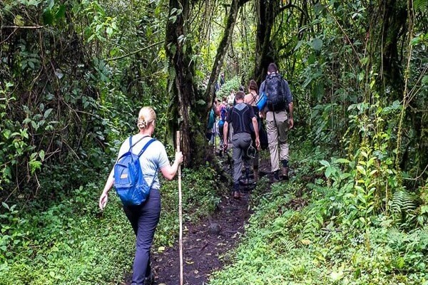 5 Day Gorilla & Queen Elizabeth Tour; Rwanda Safari Booking