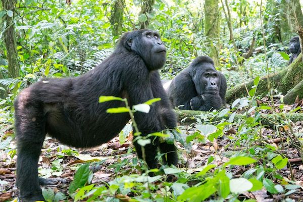Enjoy 1 day gorilla tour on Rwanda safaris