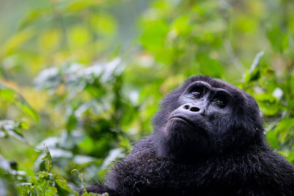 2 Days Uganda Gorilla Safari, Best Gorilla Trekking Tour in Bwindi 