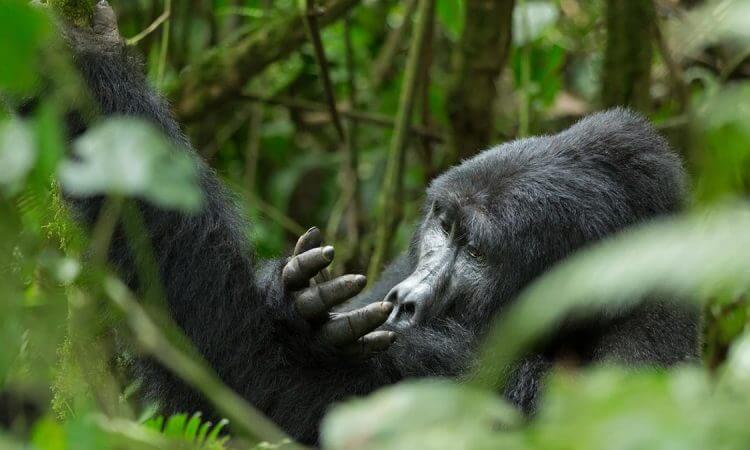 3 Days Rwanda Gorilla Safari offers the best gorilla trekking tours in Volcanoes National Park