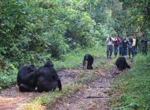 Chimpanzee Trekking in Nyungwe National Park, Experience the best of Rwanda Safaris