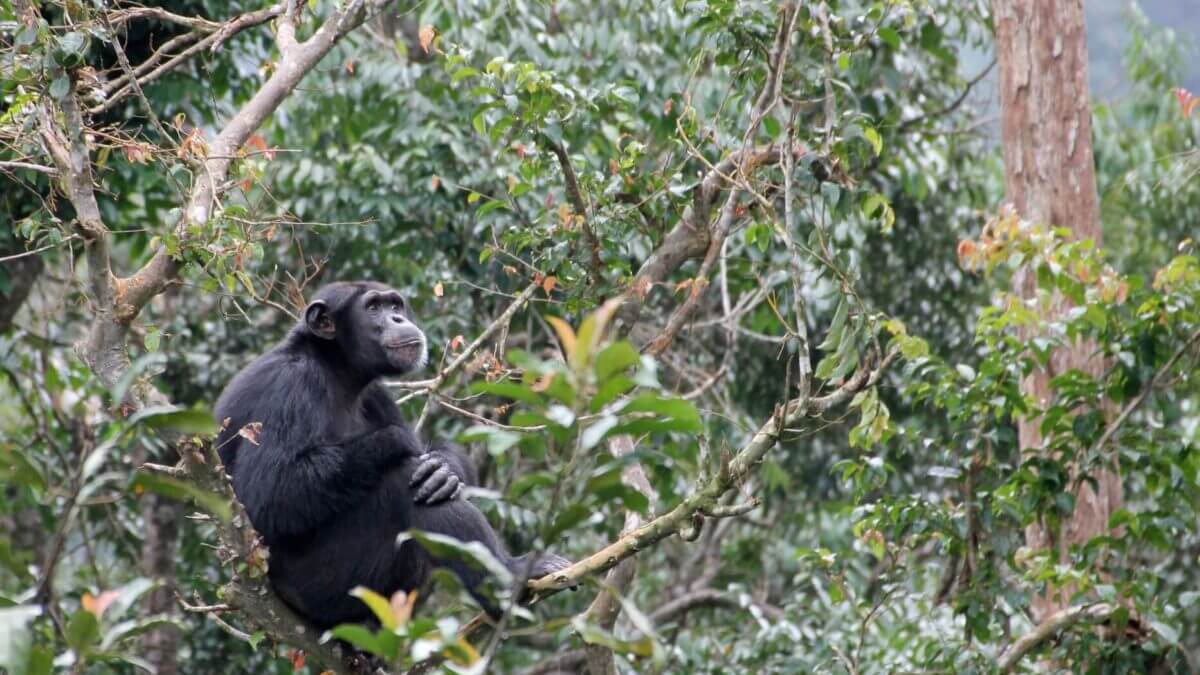 Chimpanzee Trekking in Nyungwe National Park, Experience the best of Rwanda Safaris
