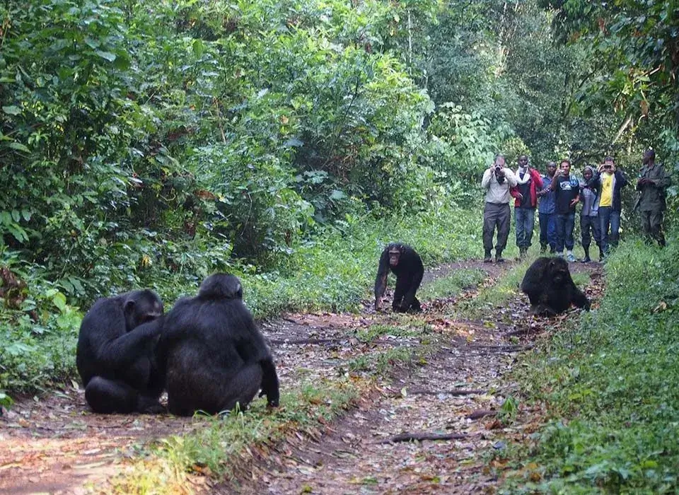 Chimpanzee Trekking in Nyungwe National Park, Experience the best of Rwanda Safaris