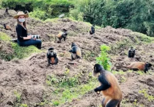 Golden Monkey Tracking in Rwanda