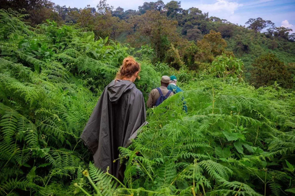 Gorilla Safaris offers the best Gorilla Trekking Rwanda & Uganda Gorilla Tours