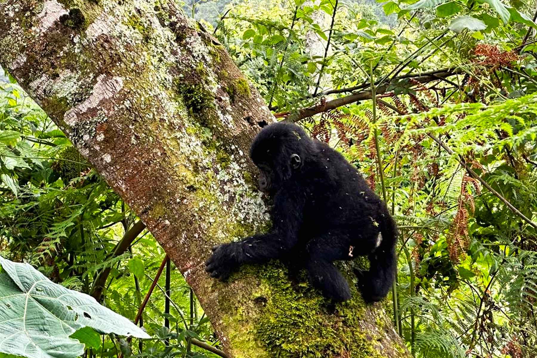 Gorilla Safaris offers the best Gorilla Trekking Rwanda & Uganda Gorilla Tours
