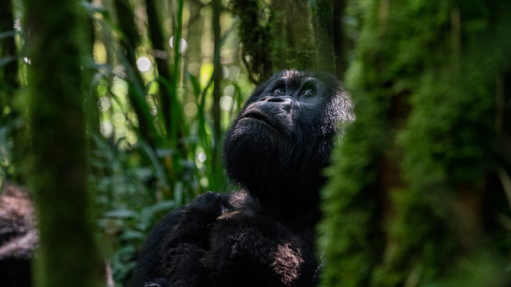 Rwanda Safari Booking