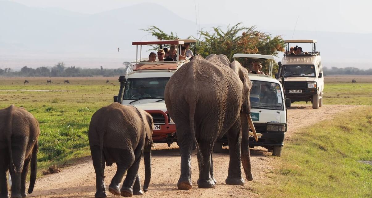 Uganda Safaris and Tours offer the best Gorilla trekking and Wildlife Adventures