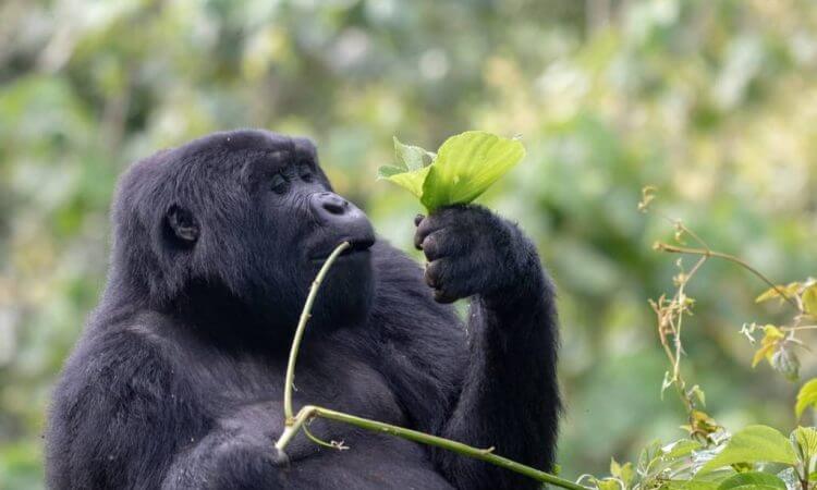 Rwanda Safari Booking on 2 Day Rwanda gorilla trekking safari