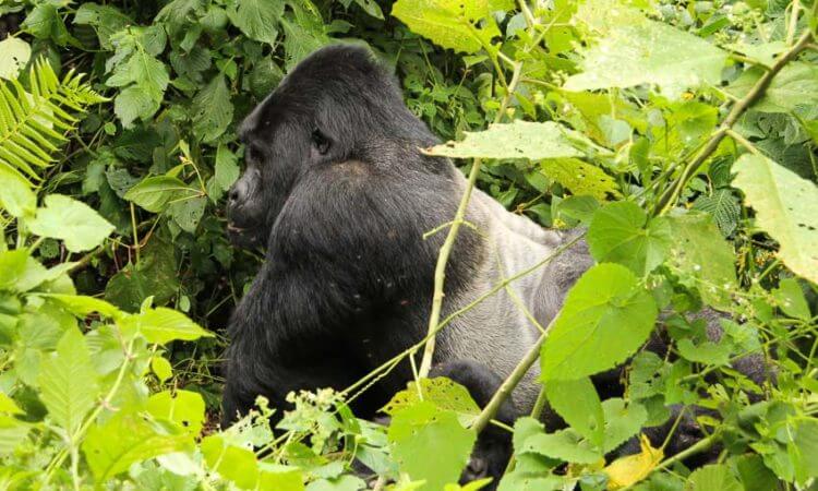 7 Days Rwanda Safari Tour 