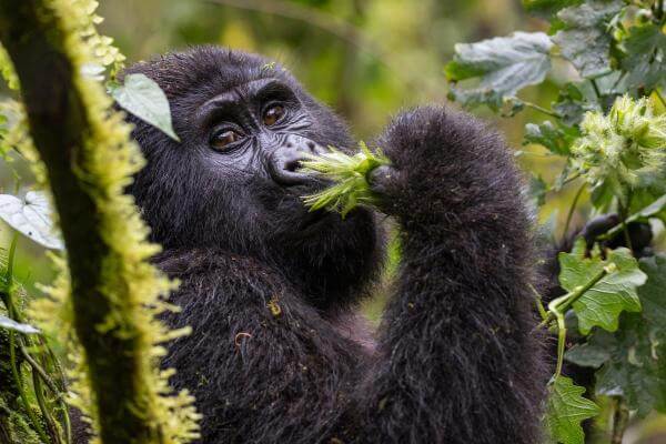 Bwindi Impenetrable National Park by Rwanda Safari Booking