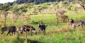 Game Viewing in Akagera to enjoy the best Rwanda safaris