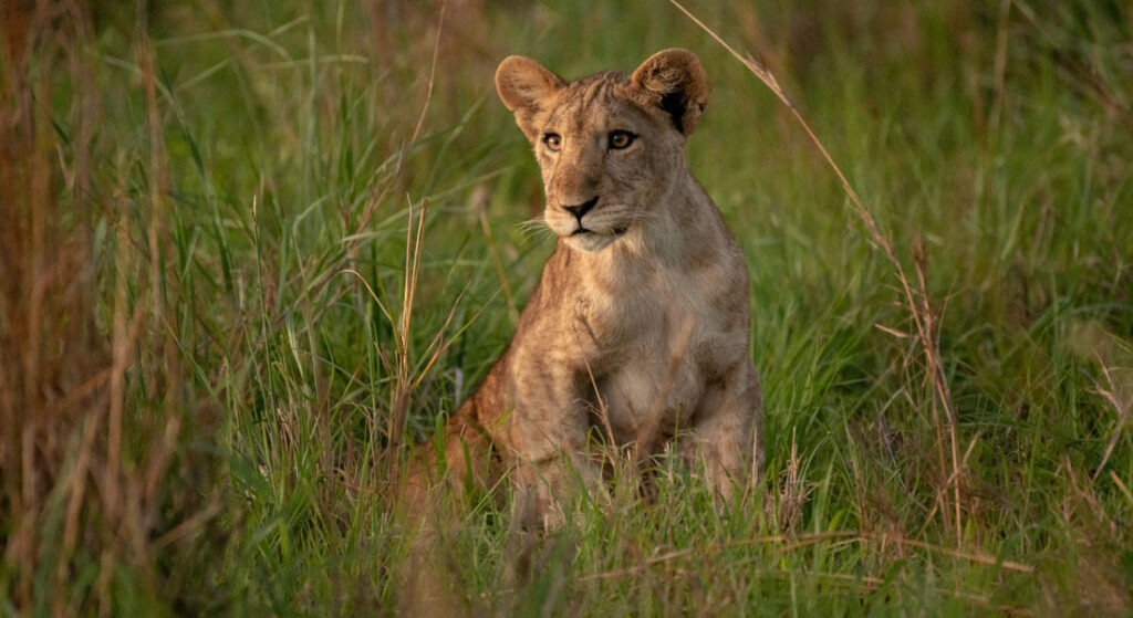 Game Viewing in Akagera National Park