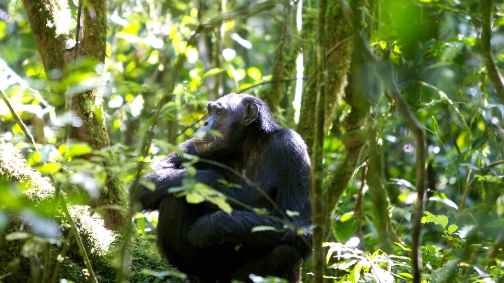 Gishwati Mukura National Park Guide –Rwanda Safari Booking