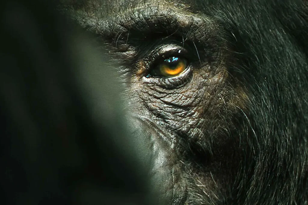 Kibale National Park chimpanzees