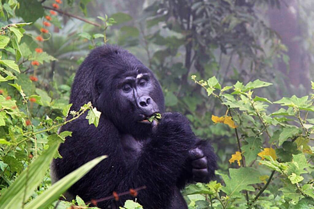Rwanda Safari Booking, Best of Gorilla Trekking